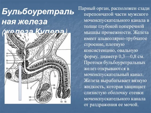 Бульбоуретральная железа (железа Купера) Парный орган, расположен сзади перепончатой части мужского