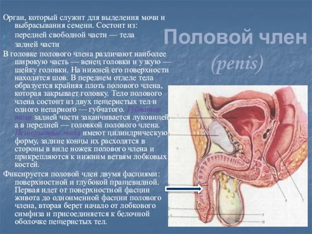 Половой член (penis) Орган, который служит для выделения мочи и выбрасывания