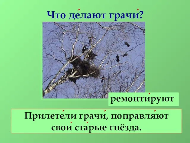 Что де́лают грачи́? Прилете́ли грачи́, поправля́ют свои́ ста́рые гнёзда. ремонти́руют