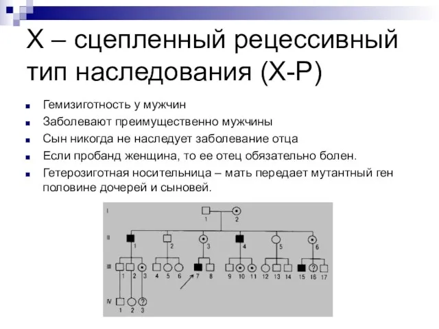 Х – сцепленный рецессивный тип наследования (Х-Р) Гемизиготность у мужчин Заболевают