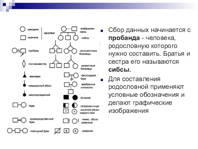 Сбор данных начинается с пробанда - человека, родословную которого нужно составить.