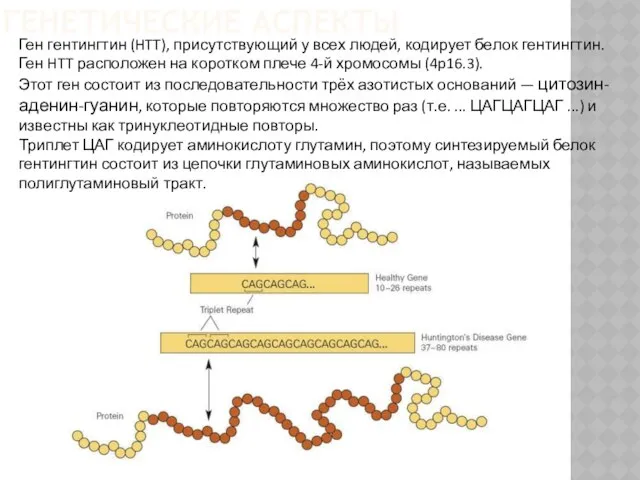 Ген гентингтин (HTT), присутствующий у всех людей, кодирует белок гентингтин. Ген