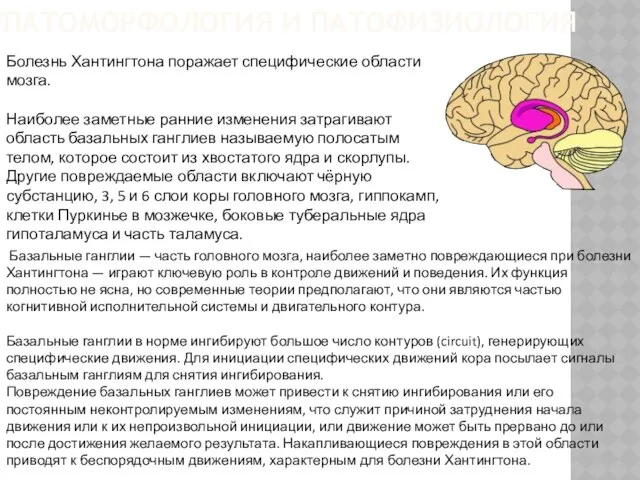 Базальные ганглии — часть головного мозга, наиболее заметно повреждающиеся при болезни