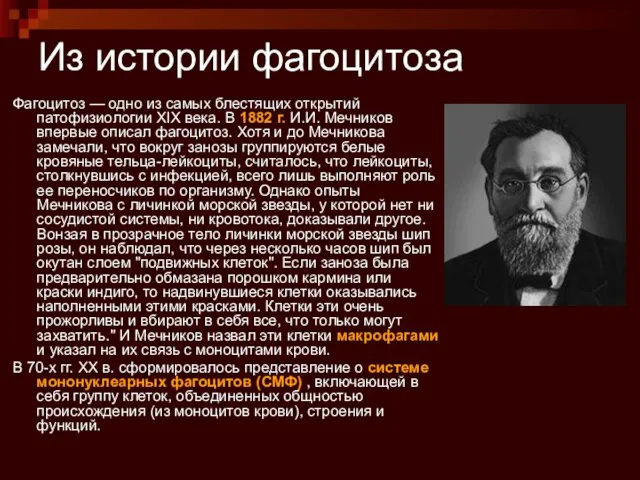 Из истории фагоцитоза Фагоцитоз — одно из самых блестящих открытий патофизиологии