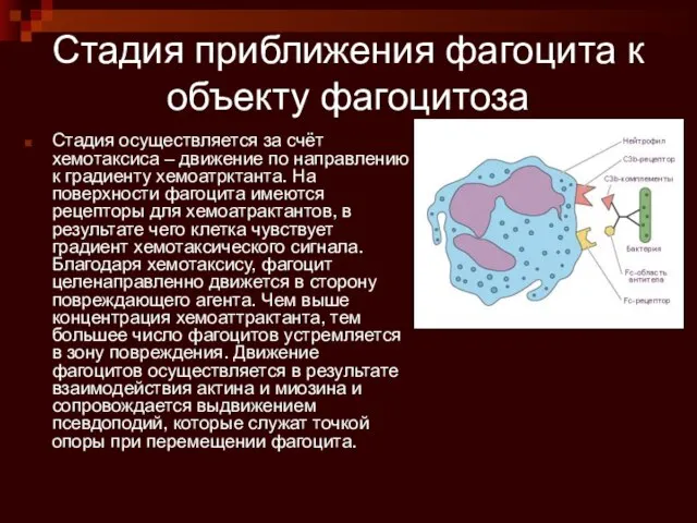 Стадия приближения фагоцита к объекту фагоцитоза Стадия осуществляется за счёт хемотаксиса