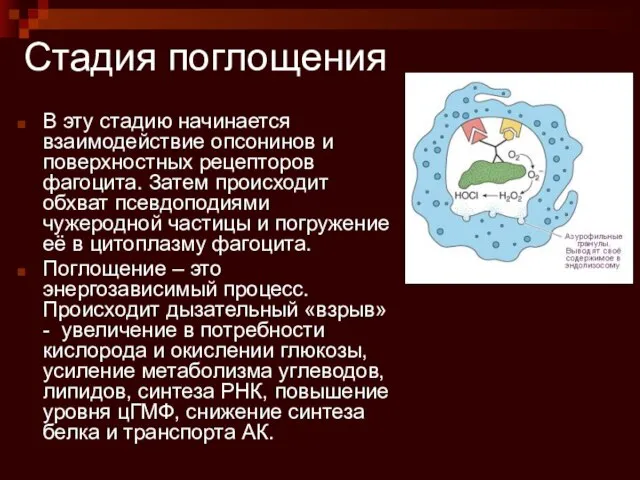 Стадия поглощения В эту стадию начинается взаимодействие опсонинов и поверхностных рецепторов