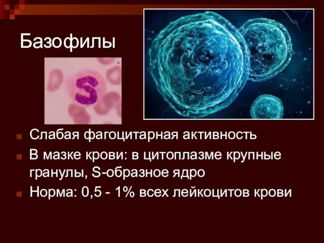 Базофилы Слабая фагоцитарная активность В мазке крови: в цитоплазме крупные гранулы,