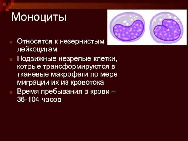 Моноциты Относятся к незернистым лейкоцитам Подвижные незрелые клетки, котрые трансформируются в