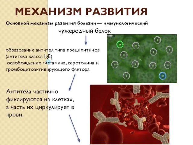 Механизм развития Основной механизм развития болезни — иммунологический чужеродный белок образование