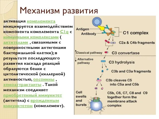 Механизм развития активация комплемента инициируется взаимодействием компонента комплемента С1q с иммунными