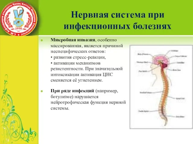 Микробная инвазия, особенно массированная, является причиной неспецифических ответов: • развития стресс-реакции,