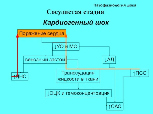 Патофизиология шока Сосудистая стадия Кардиогенный шок ↑ПСС Поражение сердца ↓УО и