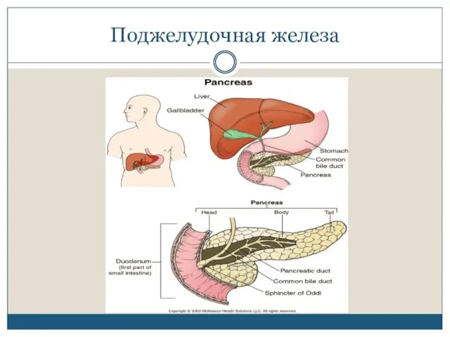 Поджелудочная железа