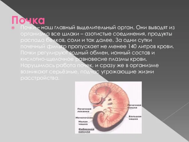 Почка Почки – наш главный выделительный орган. Они выводят из организма