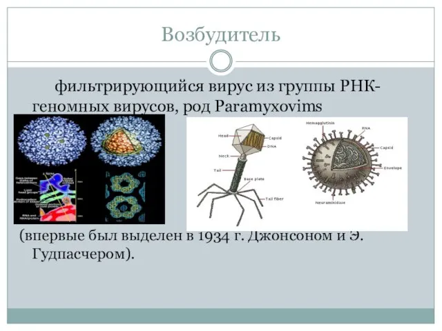 Возбудитель фильтрирующийся вирус из группы РНК- геномных вирусов, род Paramyxovims (впервые