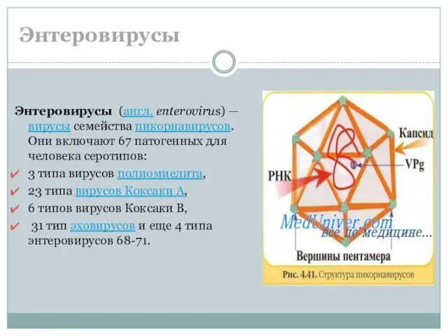 Энтеровирусы Энтеровирусы (англ. enterovirus) — вирусы семейства пикорнавирусов. Они включают 67