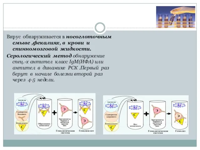 Лабораторные методы Вирус обнаруживается в носоглоточным смыве ,фекалиях, в крови и