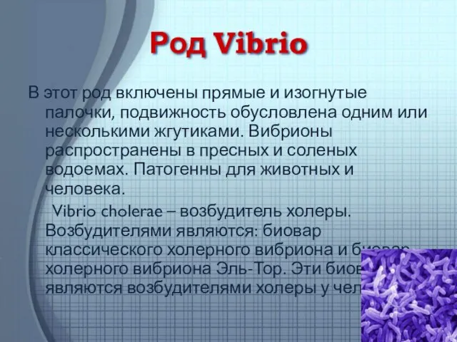 Род Vibrio В этот род включены прямые и изогнутые палочки, подвижность