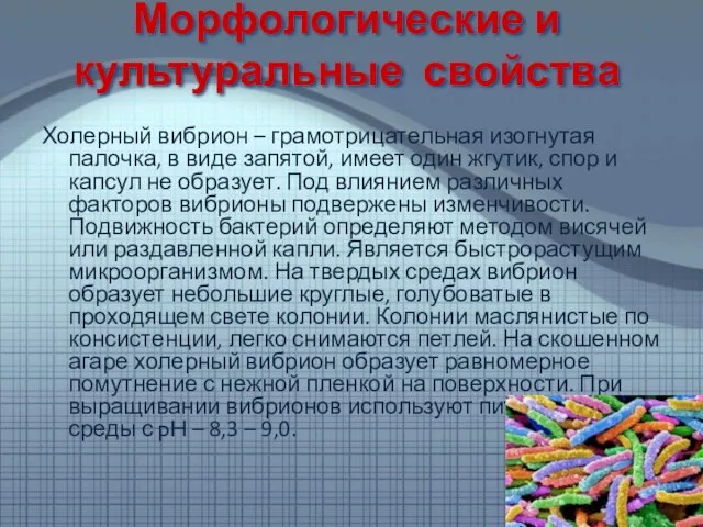 Морфологические и культуральные свойства Холерный вибрион – грамотрицательная изогнутая палочка, в