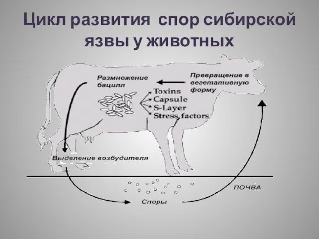 Цикл развития спор сибирской язвы у животных