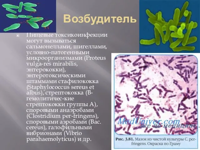 Возбудитель Пищевые токсикоинфекции могут вызываться сальмонеллами, шигеллами, условно-патогенными микроорганизмами (Proteus vulga-res