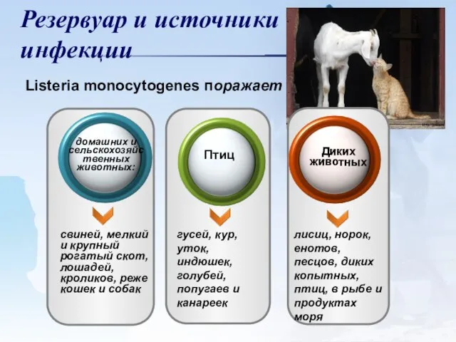 Резервуар и источники инфекции свиней, мелкий и крупный рогатый скот, лошадей,