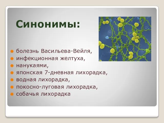 Синонимы: болезнь Васильева-Вейля, инфекционная желтуха, нанукаями, японская 7-дневная лихорадка, водная лихорадка, покосно-луговая лихорадка, собачья лихорадка