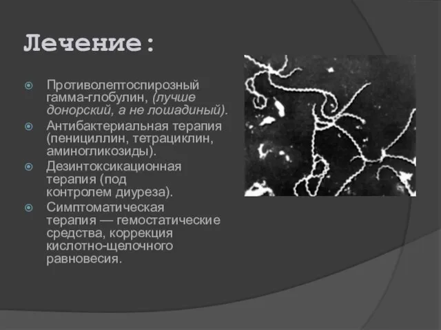 Лечение: Противолептоспирозный гамма-глобулин, (лучше донорский, а не лошадиный). Антибактериальная терапия (пенициллин,