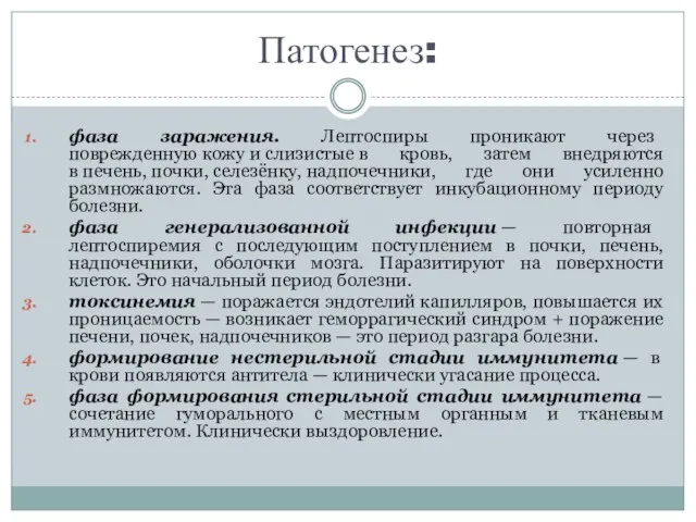 Патогенез: фаза заражения. Лептоспиры проникают через поврежденную кожу и слизистые в