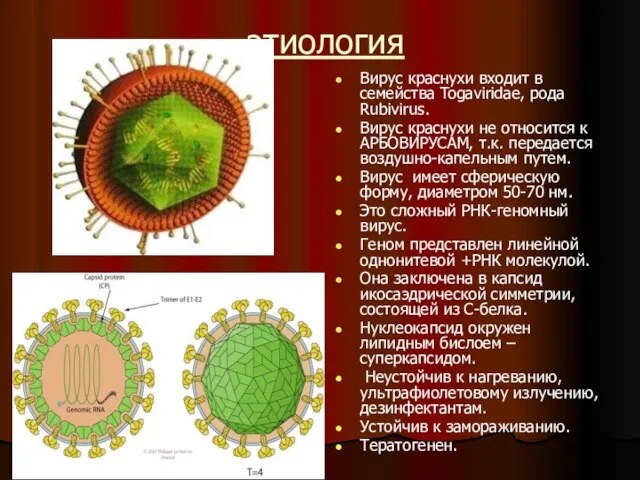 этиология Вирус краснухи входит в семейства Togaviridae, рода Rubivirus. Вирус краснухи