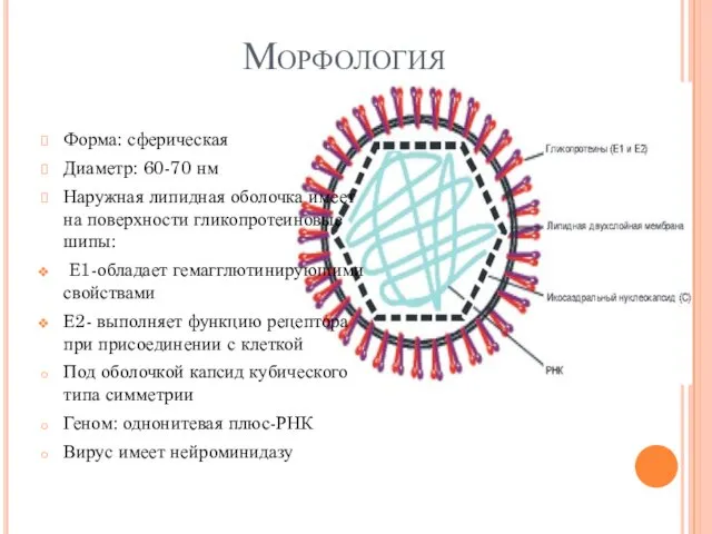 Морфология Форма: сферическая Диаметр: 60-70 нм Наружная липидная оболочка имеет на