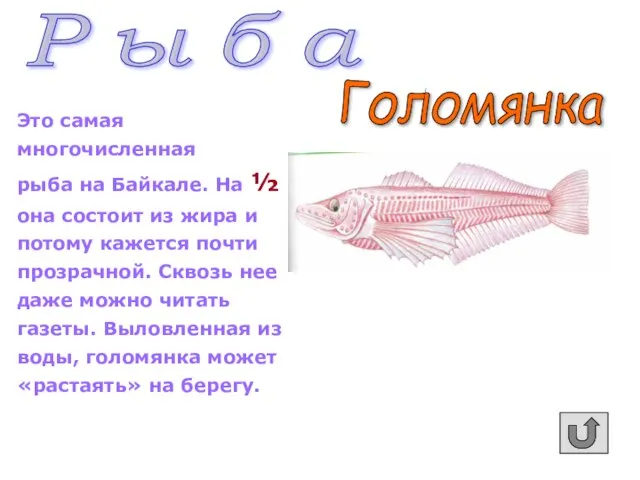 Это самая многочисленная рыба на Байкале. На ½ она состоит из