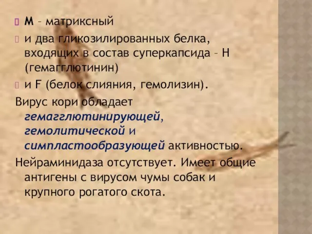 М – матриксный и два гликозилированных белка, входящих в состав суперкапсида