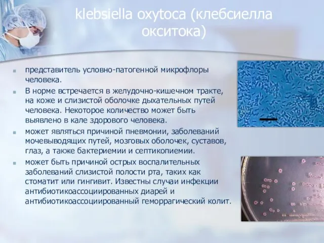 klebsiella oxytoca (клебсиелла окситока) представитель условно-патогенной микрофлоры человека. В норме встречается