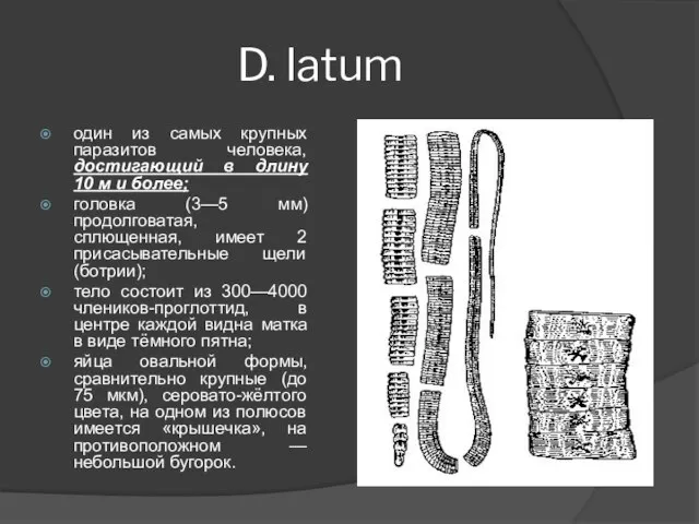 D. latum один из самых крупных паразитов человека, достигающий в длину