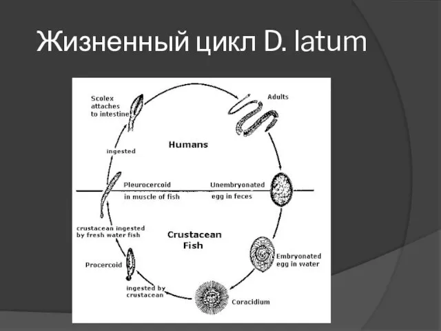Жизненный цикл D. latum