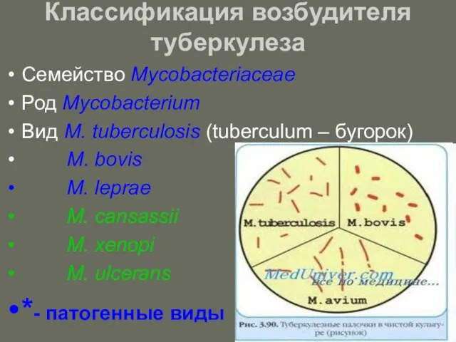 Классификация возбудителя туберкулеза Семейство Mycobacteriaceae Род Mycobacterium Вид M. tuberculosis (tuberculum
