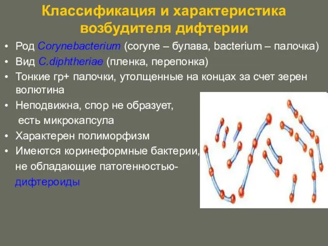 Классификация и характеристика возбудителя дифтерии Род Corynebacterium (coryne – булава, bacterium