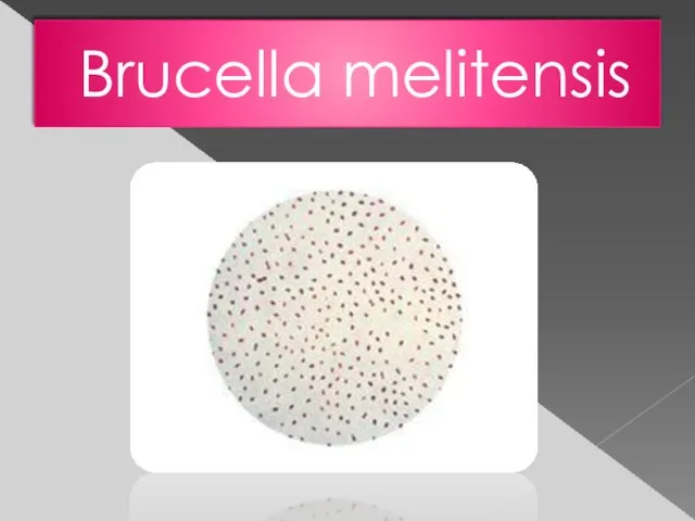 Brucella melitensis