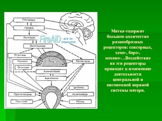 Матка содержит большое количество разнообразных рецепторов: сенсорных, хемо-, баро-, механо-…Воздействие на