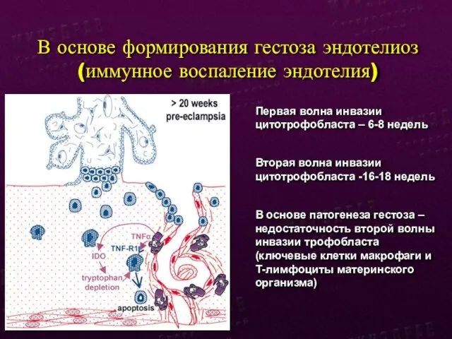 В основе формирования гестоза эндотелиоз (иммунное воспаление эндотелия) Первая волна инвазии