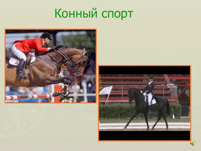 Конный спорт