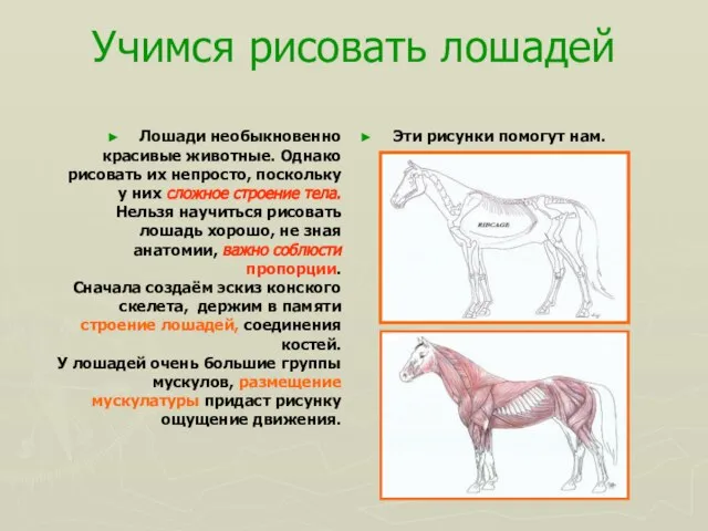 Учимся рисовать лошадей Лошади необыкновенно красивые животные. Однако рисовать их непросто,