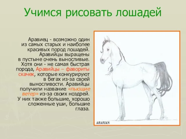 Учимся рисовать лошадей Аравиец - возможно один из самых старых и