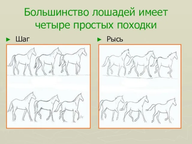 Большинство лошадей имеет четыре простых походки Шаг Рысь