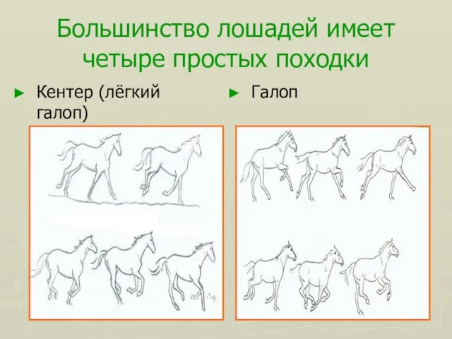 Большинство лошадей имеет четыре простых походки Кентер (лёгкий галоп) Галоп