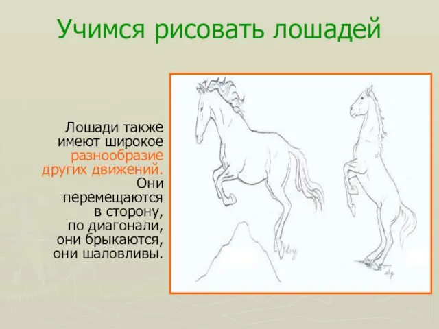 Учимся рисовать лошадей Лошади также имеют широкое разнообразие других движений. Они