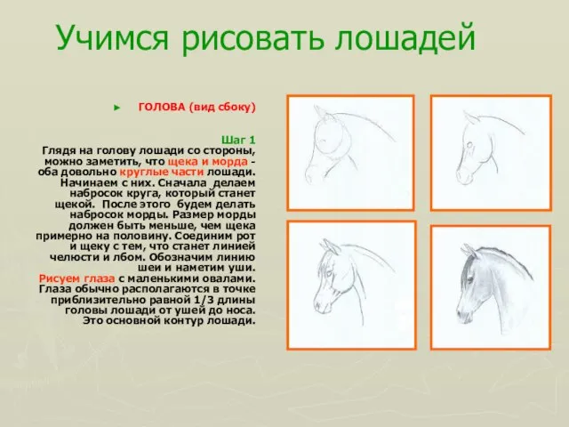 Учимся рисовать лошадей ГОЛОВА (вид сбоку) Шаг 1 Глядя на голову