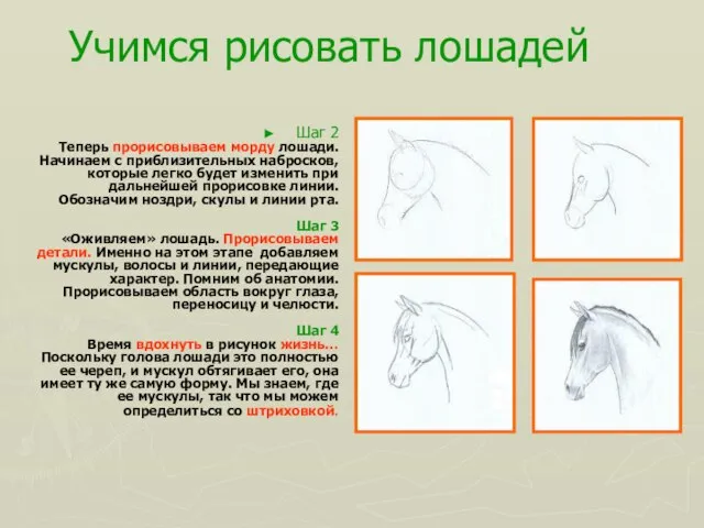 Учимся рисовать лошадей Шаг 2 Теперь прорисовываем морду лошади. Начинаем с