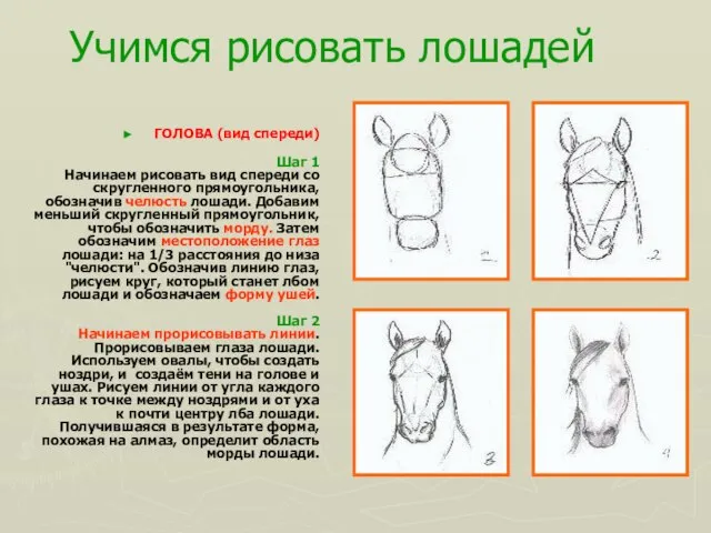 Учимся рисовать лошадей ГОЛОВА (вид спереди) Шаг 1 Начинаем рисовать вид